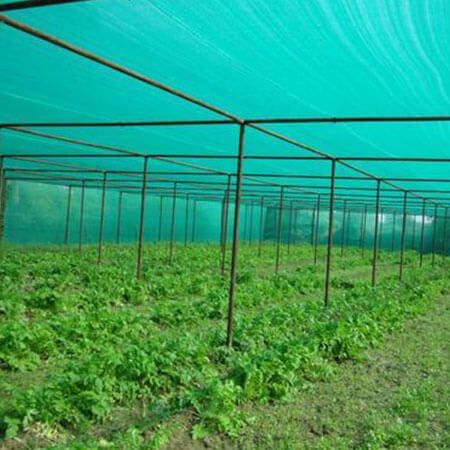 Green House 3